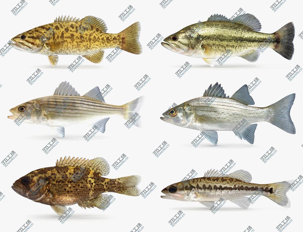 images/goods_img/2021040164/Bass Collection 3D/1.jpg